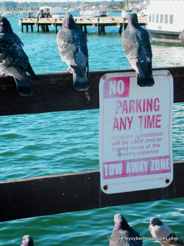 no parking except for the birds