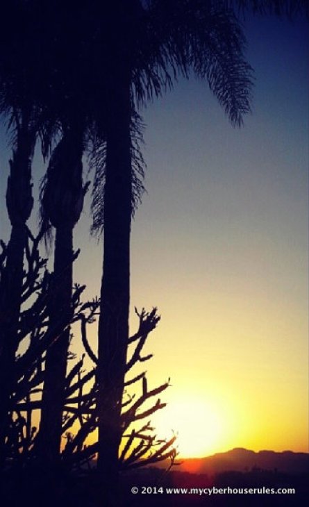 Sunset palmtree