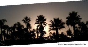 Sunset palmtree2